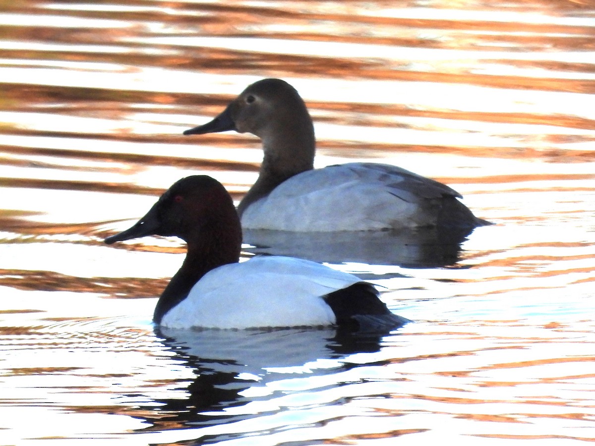 polák dlouhozobý - ML646883011