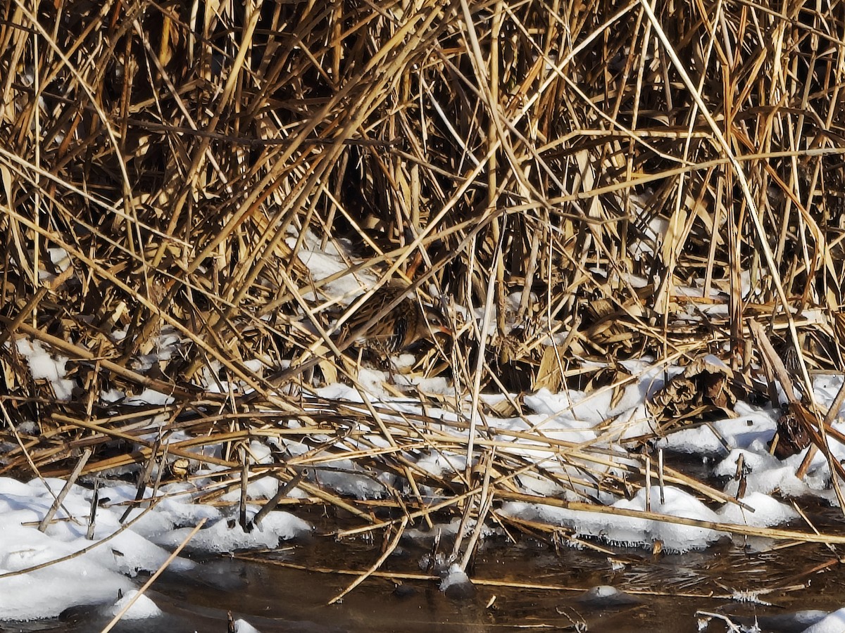 chřástal hnědolící - ML646883012