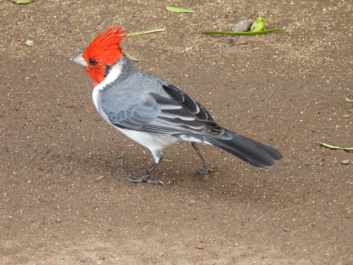 Red-crested Cardinal - ML646883013