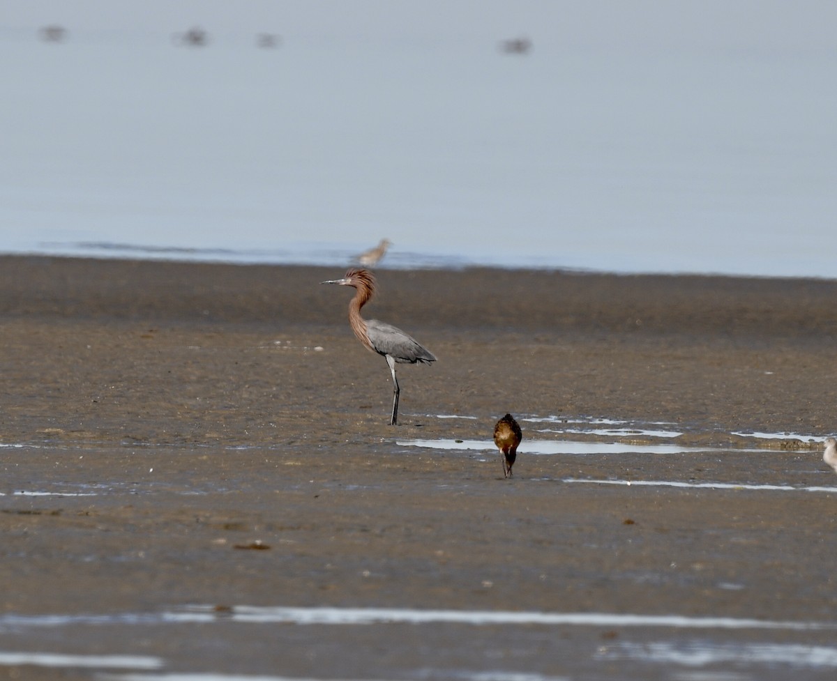 Reddish Egret - ML646883014