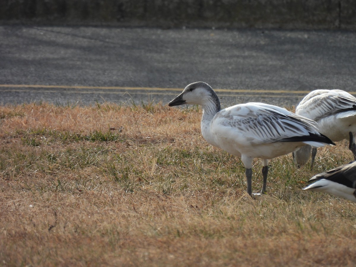 Snow Goose - ML646883016