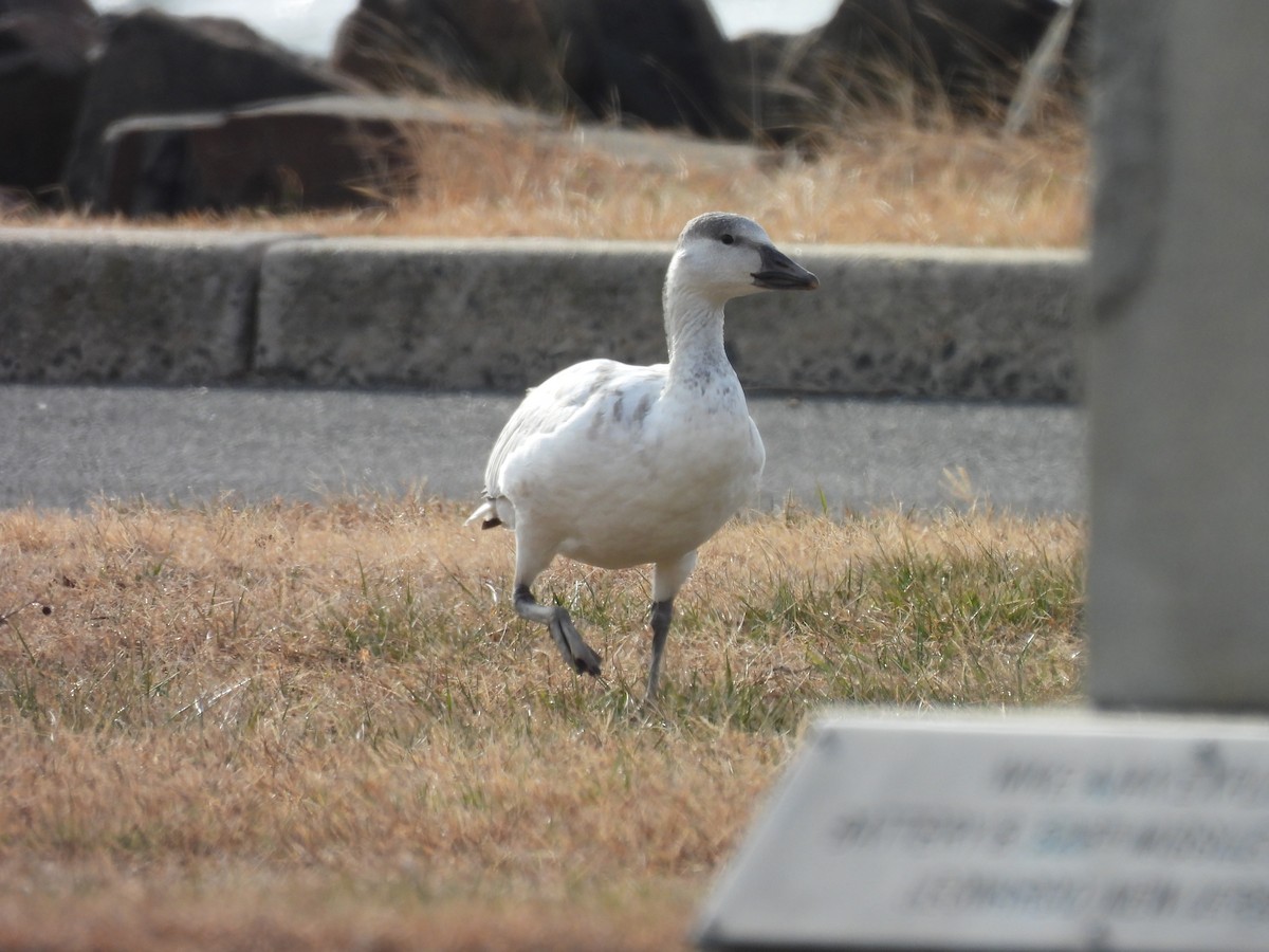 Snow Goose - ML646883017