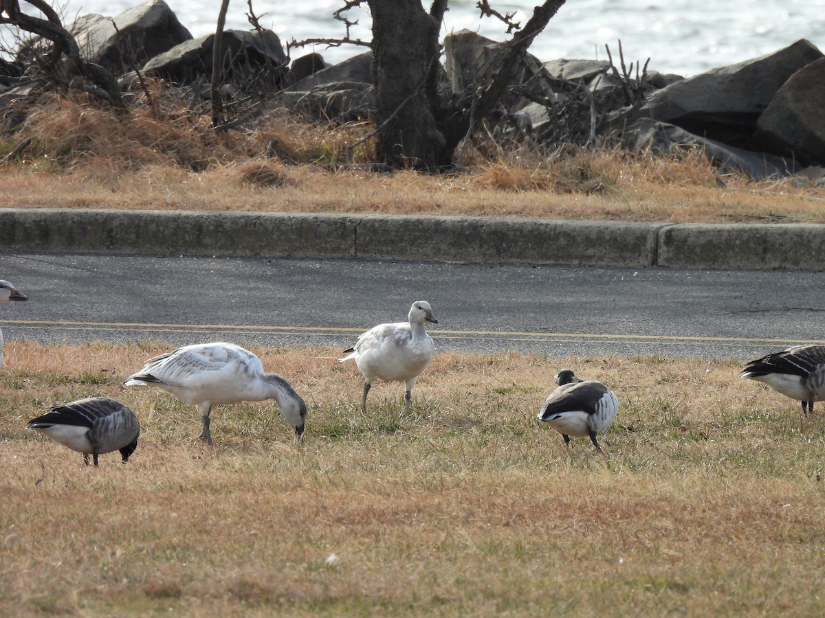 Snow Goose - ML646883018