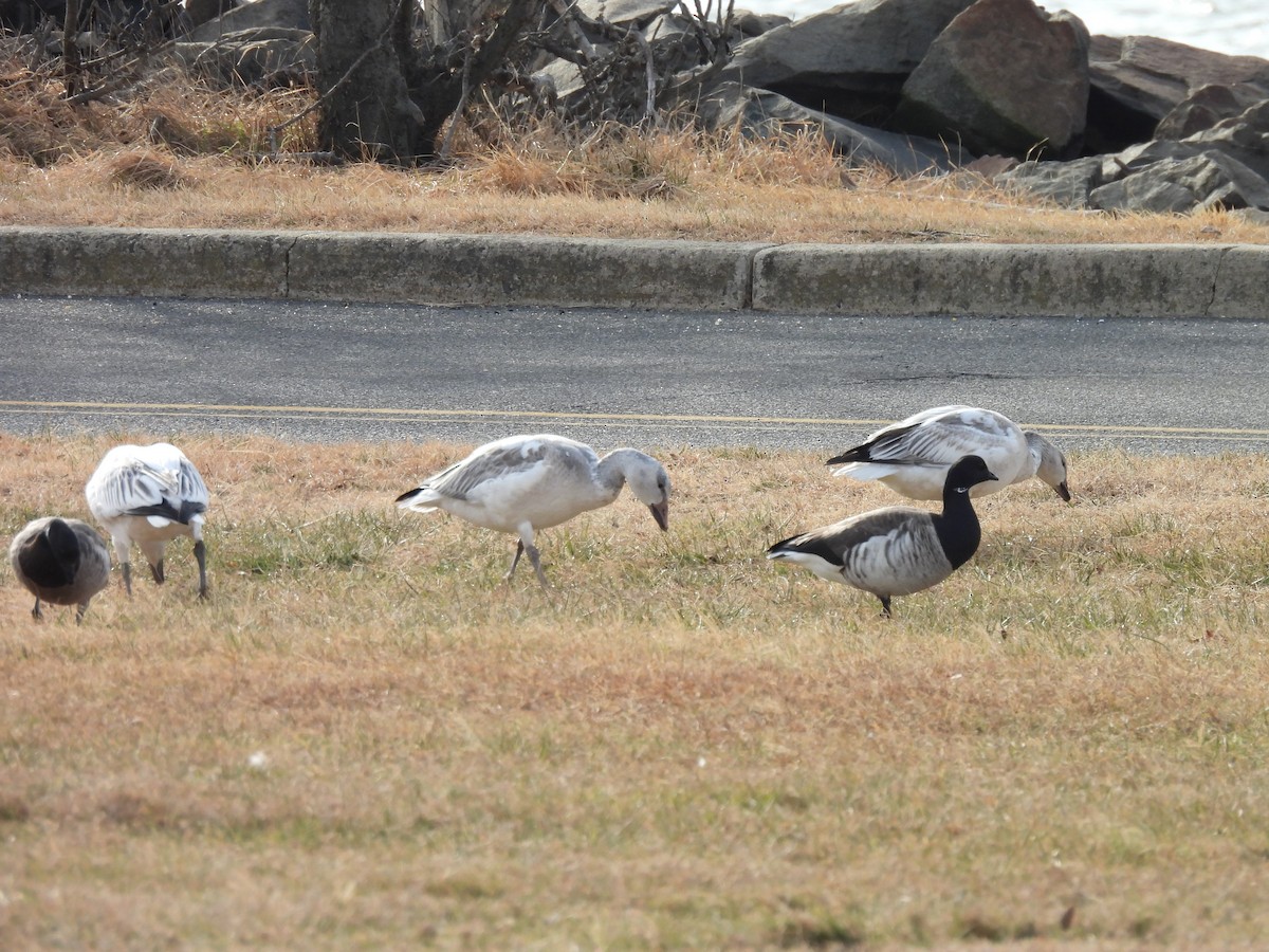 Snow Goose - ML646883019
