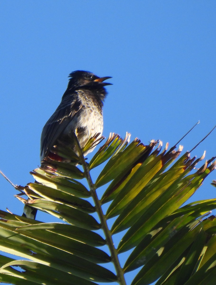 Red-vented Bulbul - ML646883020