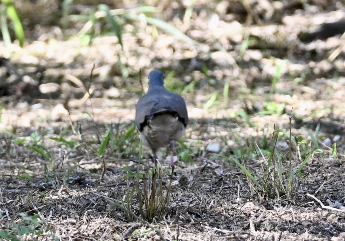 holub bledočelý - ML646883022