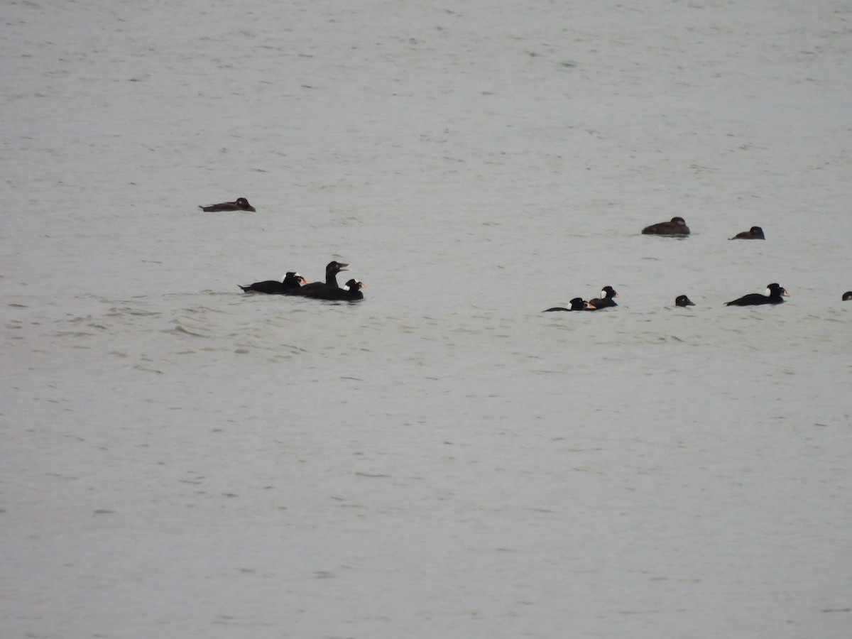 Surf Scoter - ML646883029