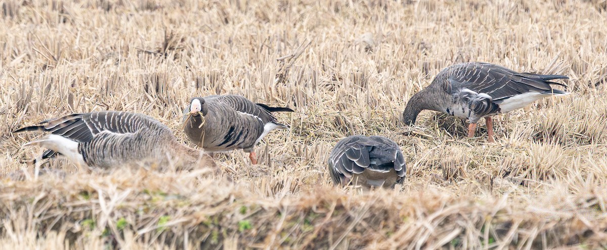 husa běločelá - ML646883035