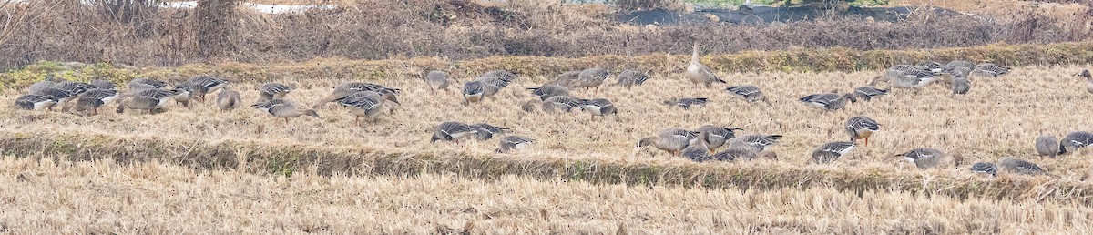 husa polní - ML646883036