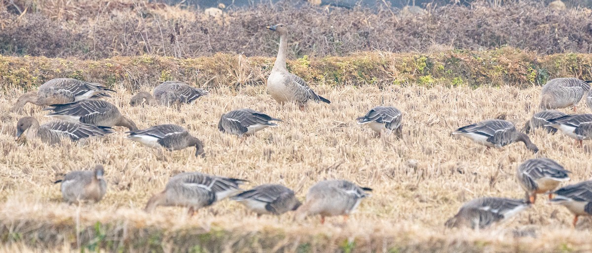 husa polní - ML646883037