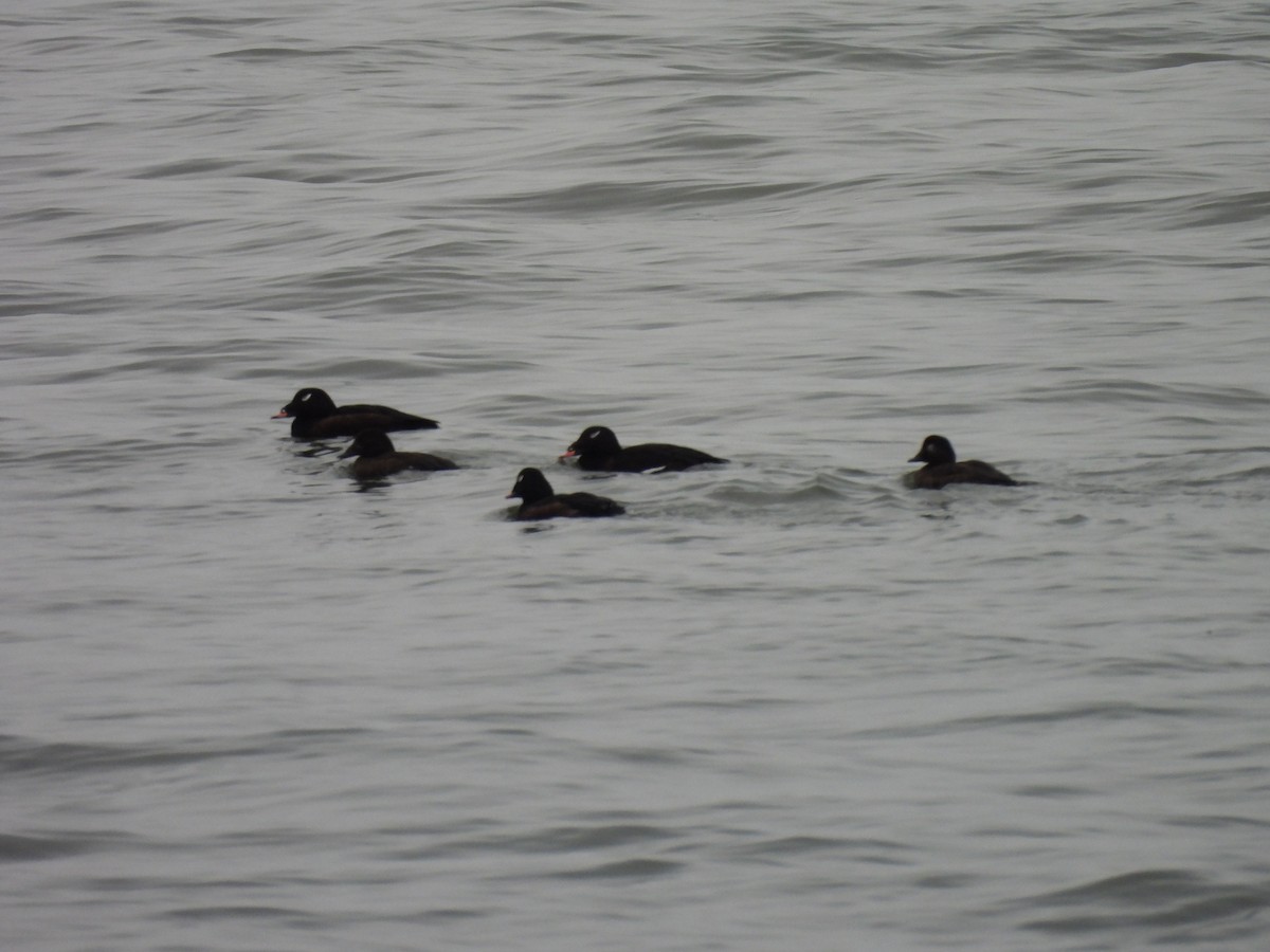 White-winged Scoter - ML646883040