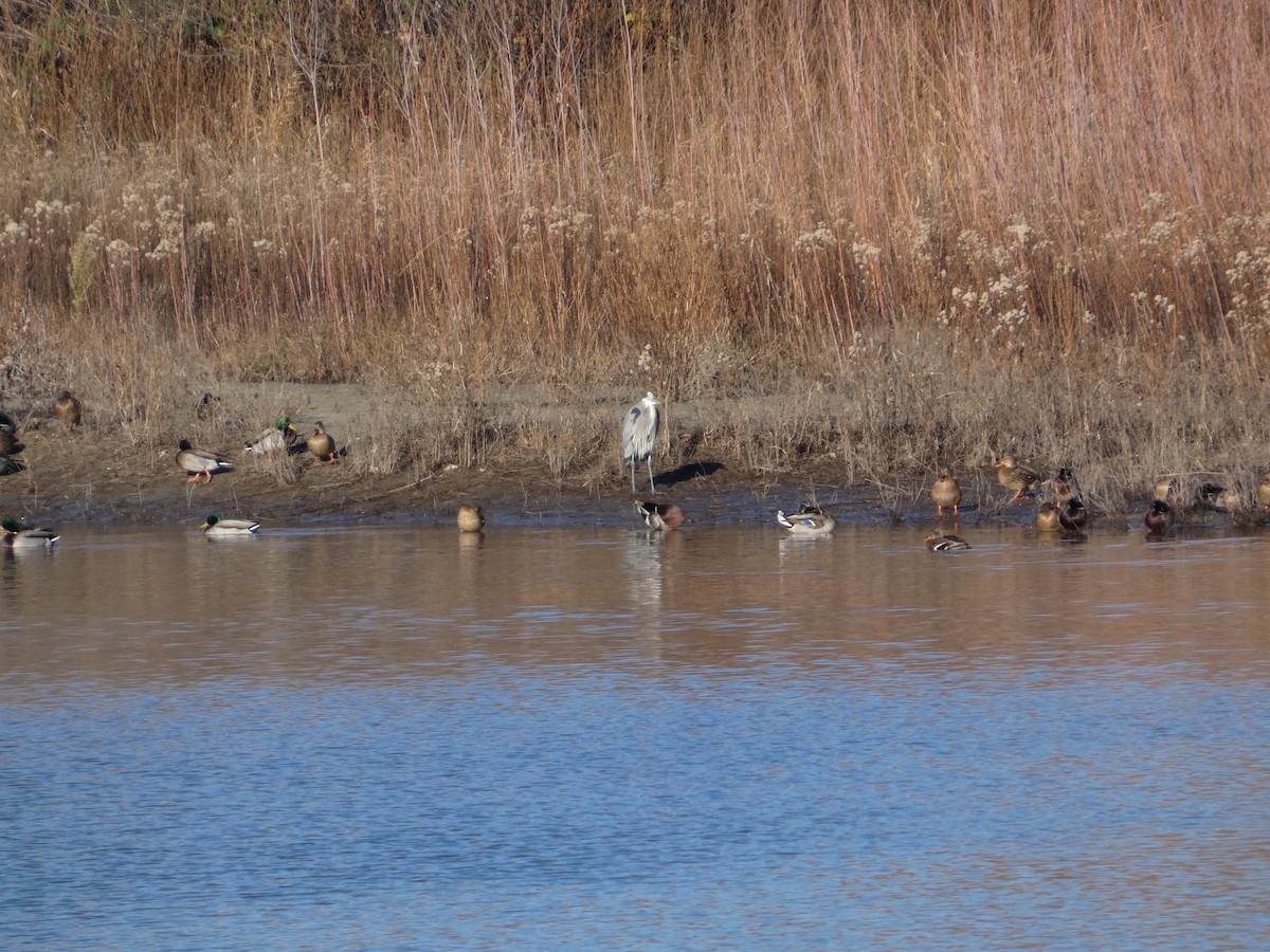 Great Blue Heron - ML646883041