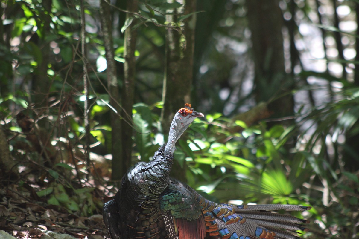Ocellated Turkey - ML646883042
