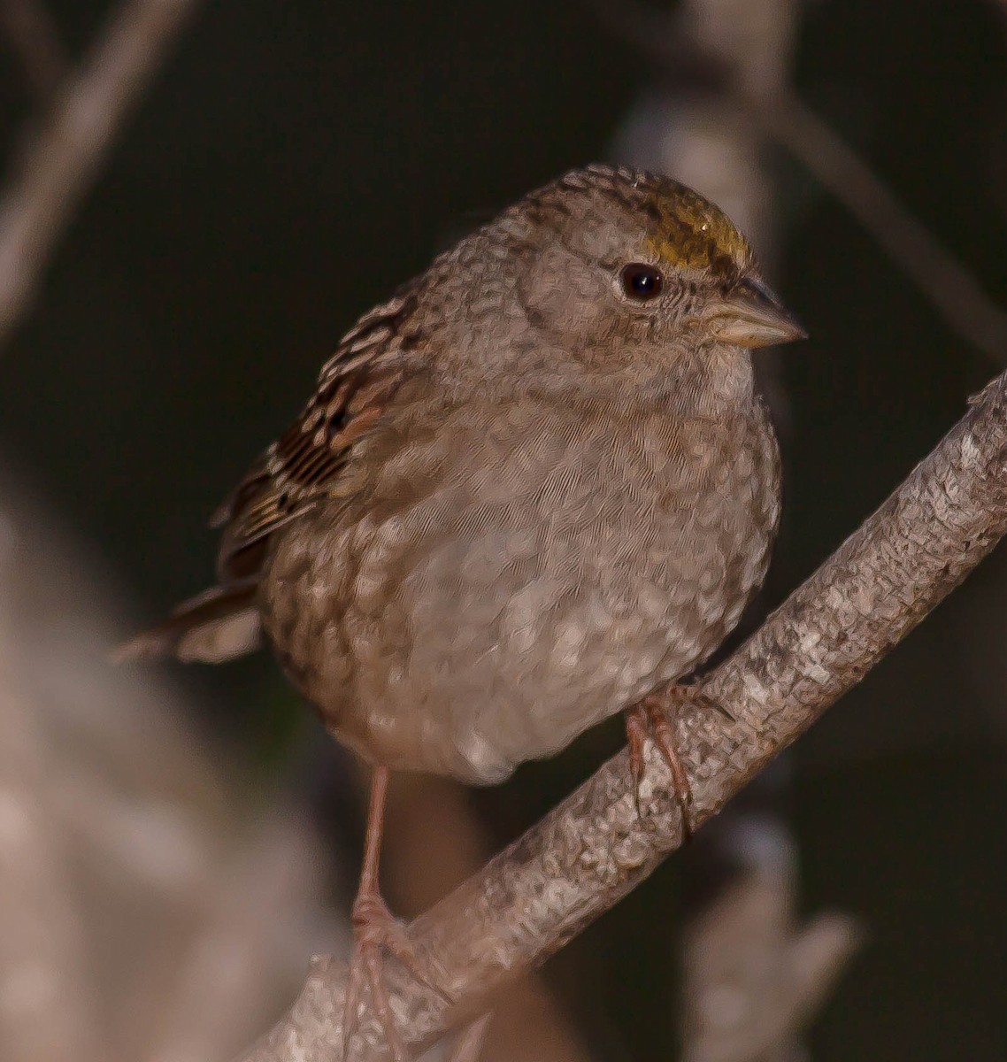 Golden-crowned Sparrow - ML646883044