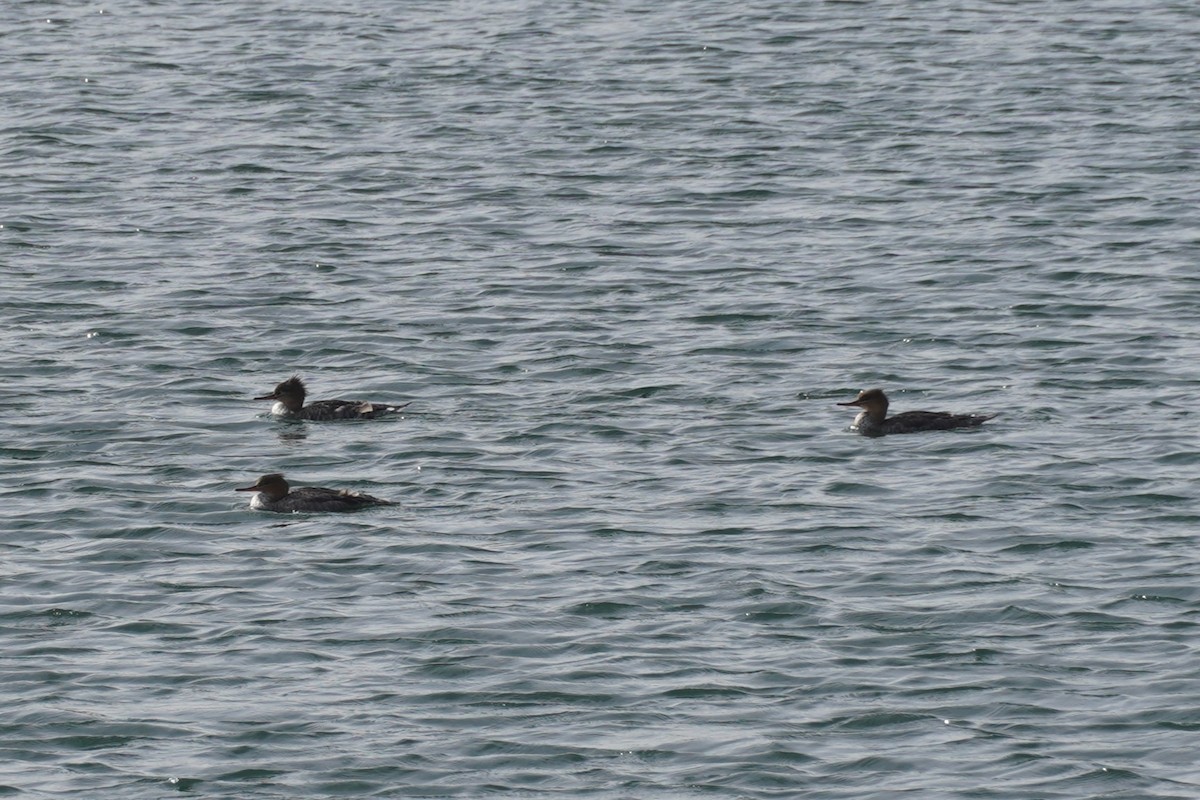 Red-breasted Merganser - ML646883045