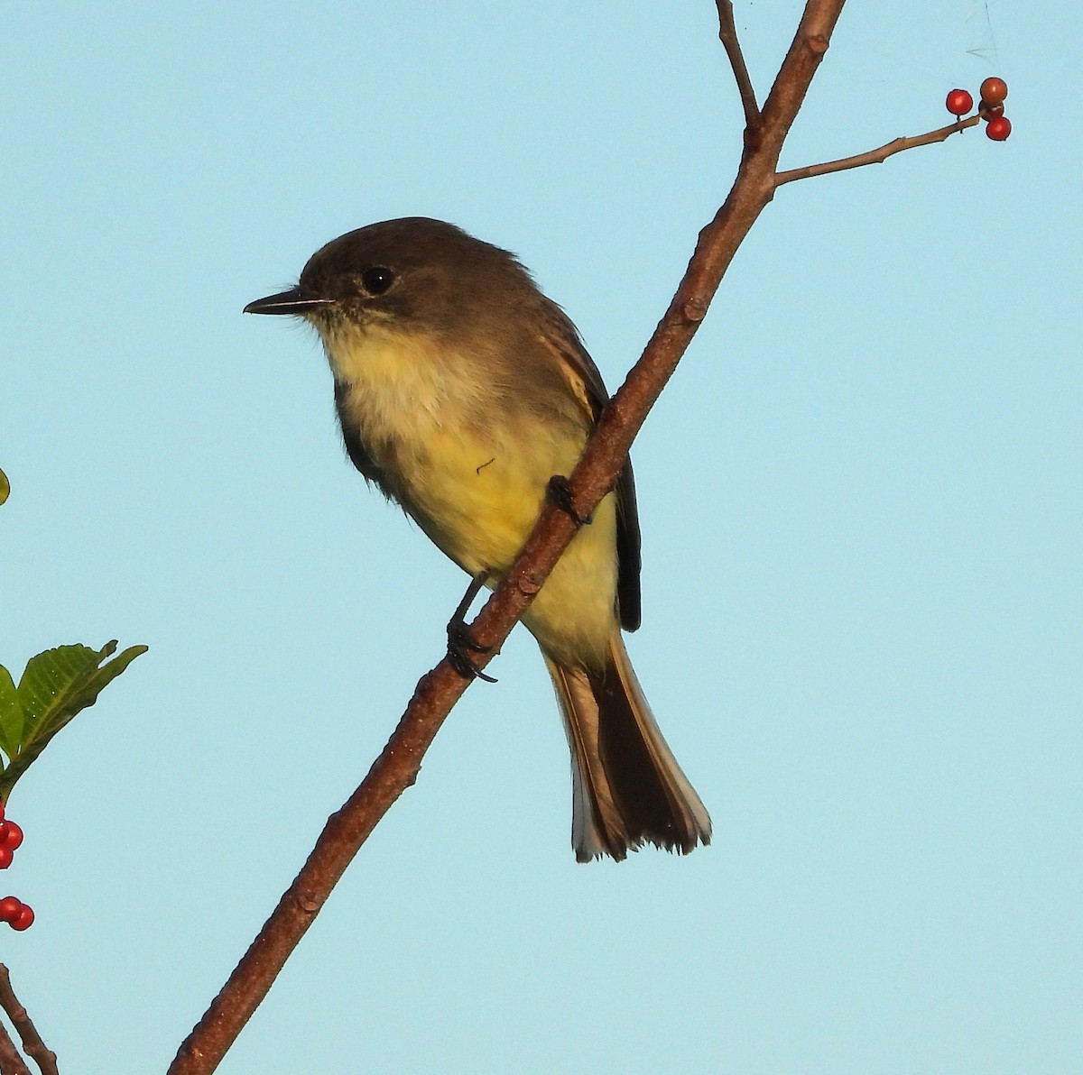 Loggerhead Shrike - ML646883047