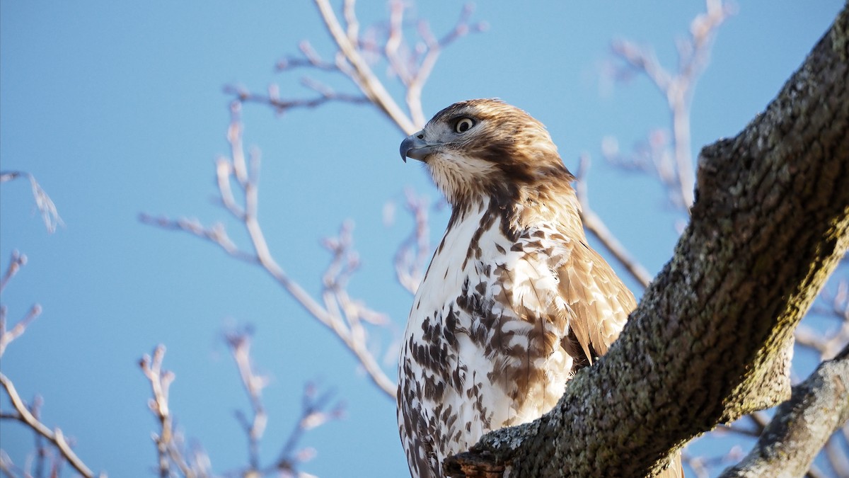 Red-tailed Hawk - ML646883048