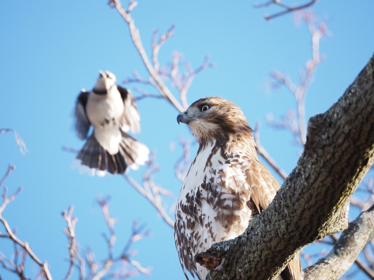 Red-tailed Hawk - ML646883049