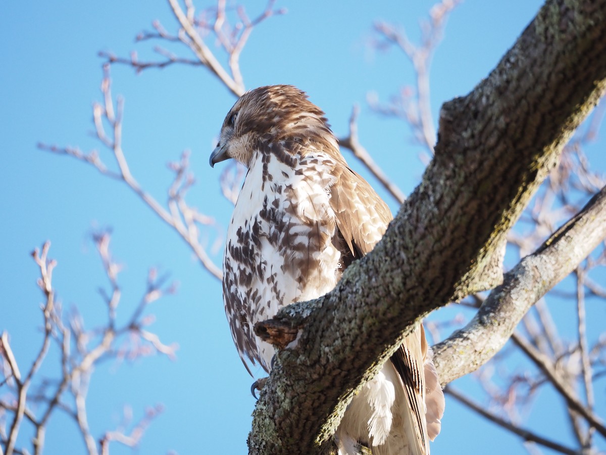 Red-tailed Hawk - ML646883050
