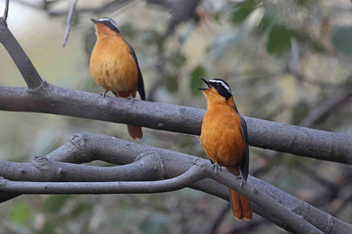 White-browed Robin-Chat - ML646883051