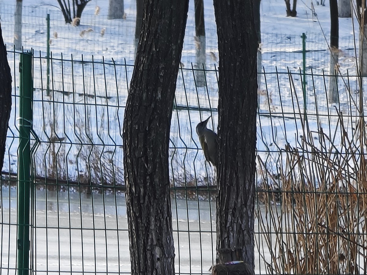 Gray-headed Woodpecker - ML646883052