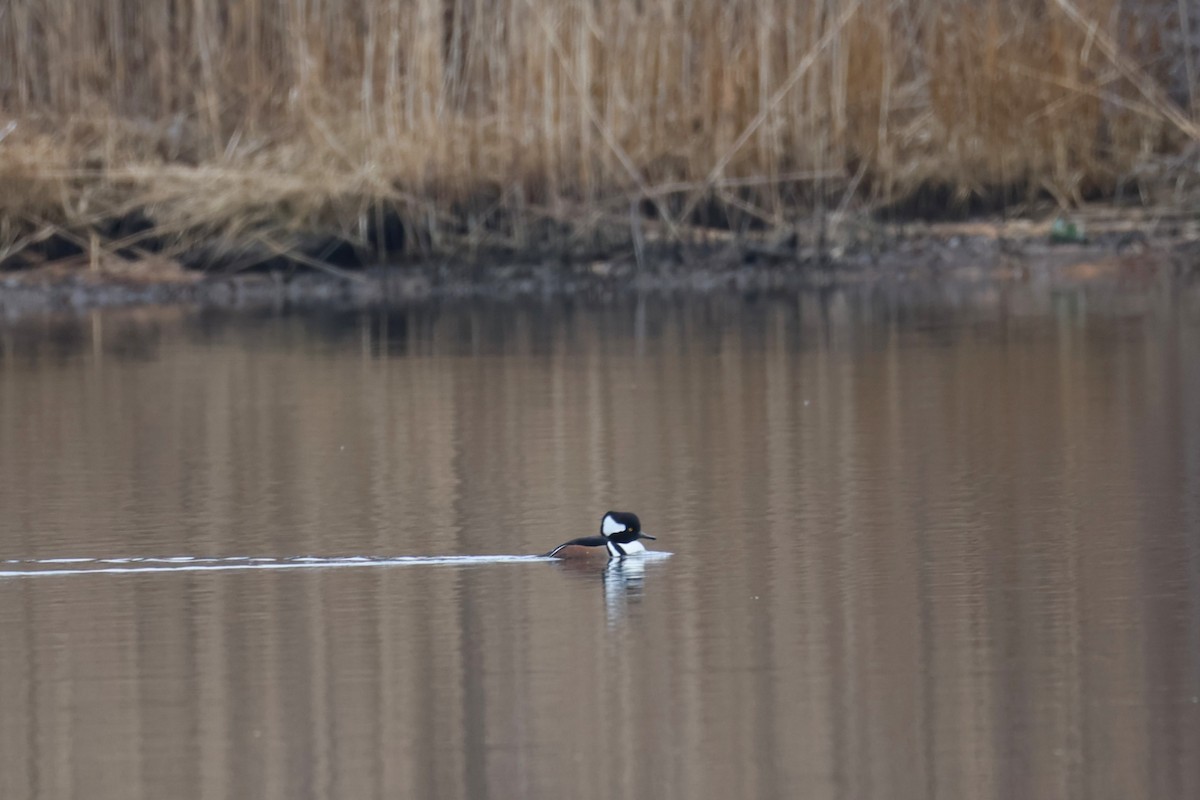 Hooded Merganser - ML646883053