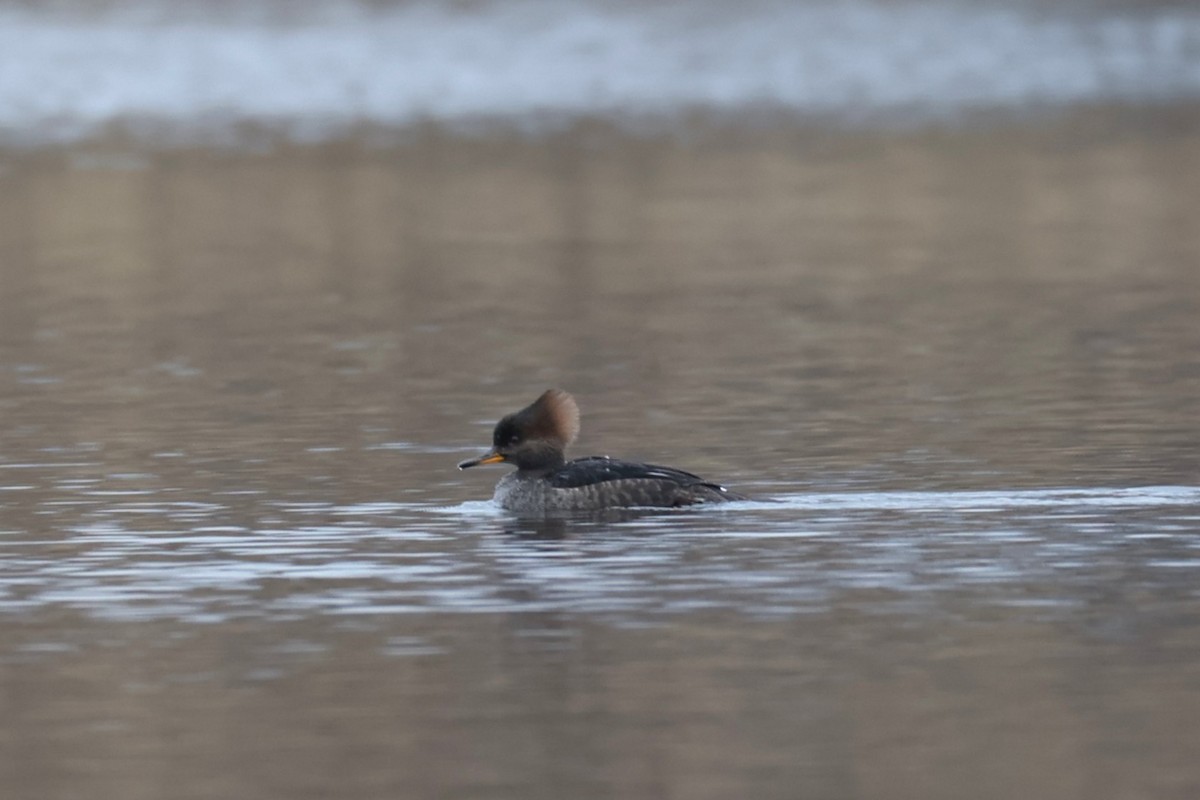 Hooded Merganser - ML646883054