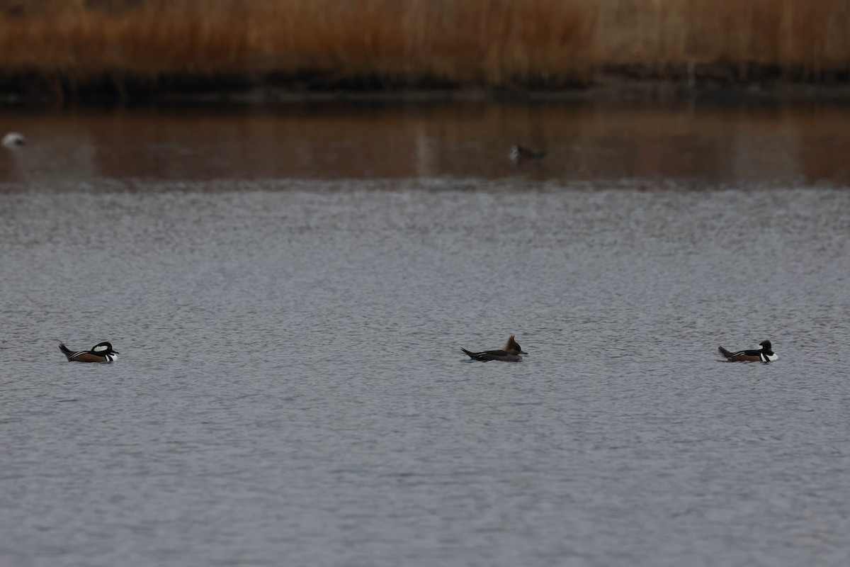 Hooded Merganser - ML646883055