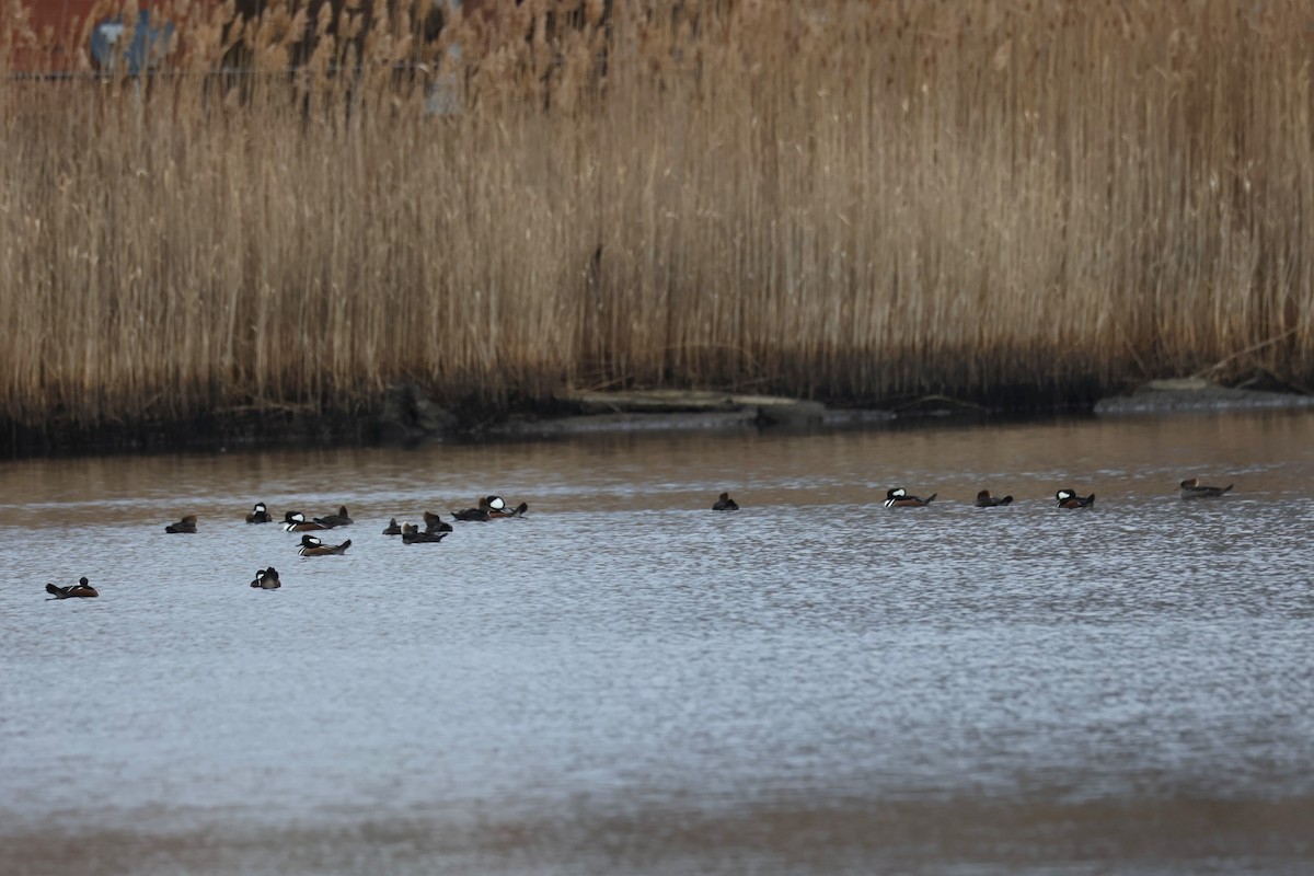 Hooded Merganser - ML646883056