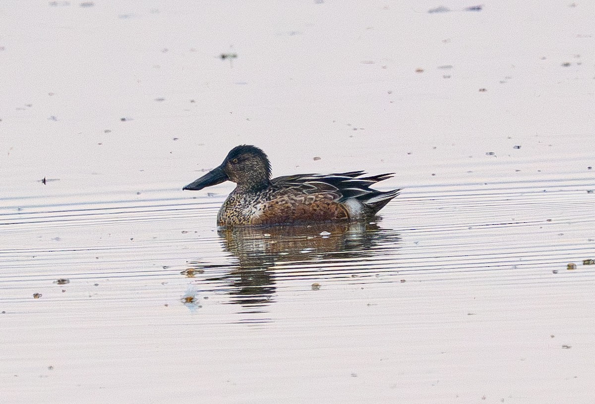 Northern Shoveler - ML646883057