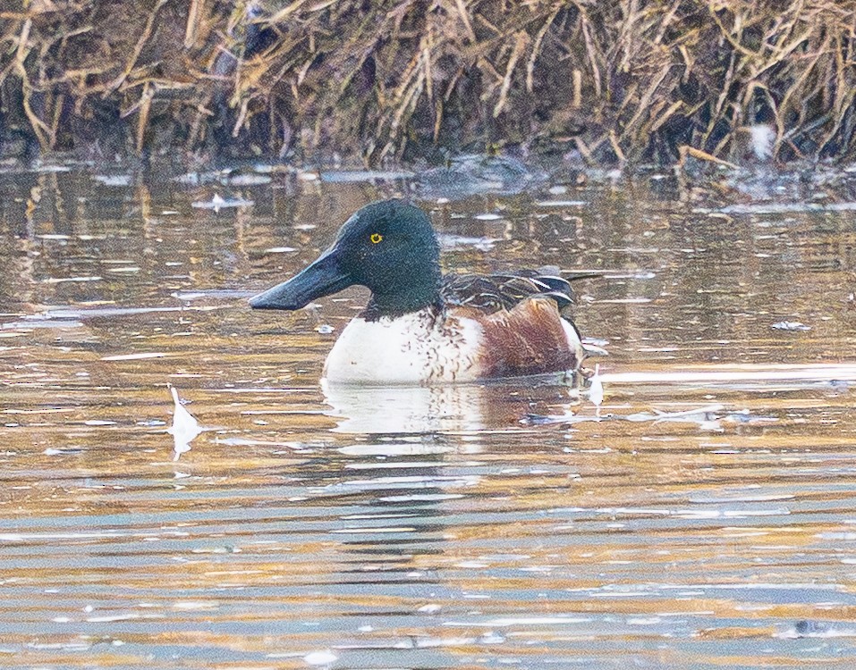 Northern Shoveler - ML646883058