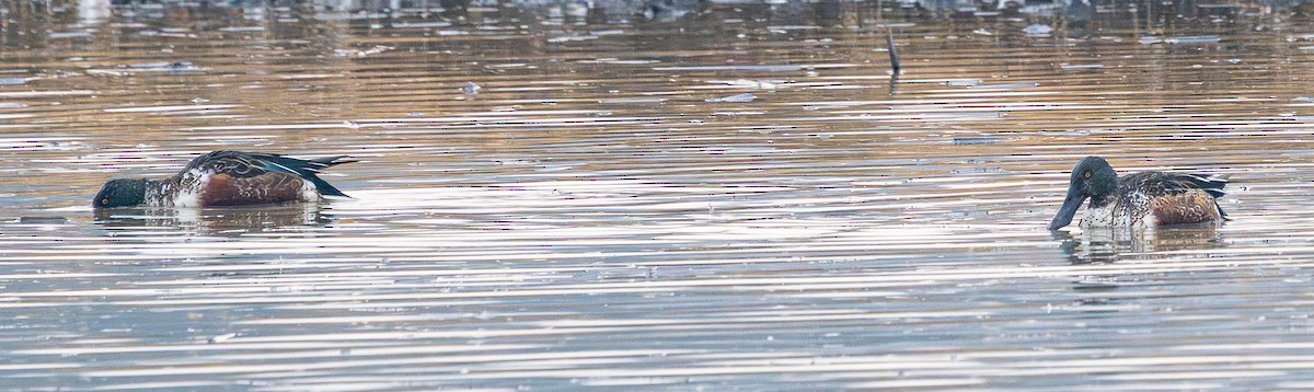 Northern Shoveler - ML646883059