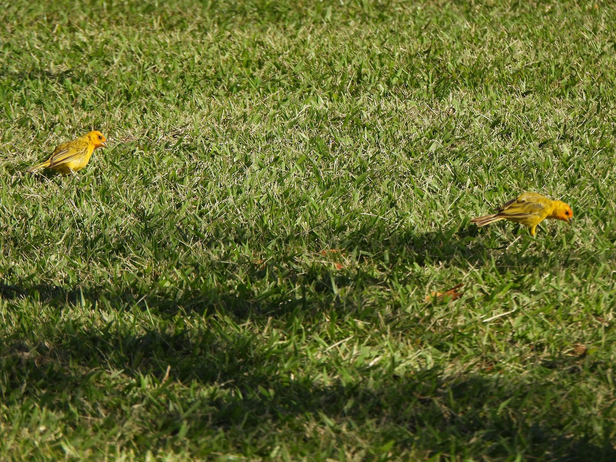 Saffron Finch - ML646883060
