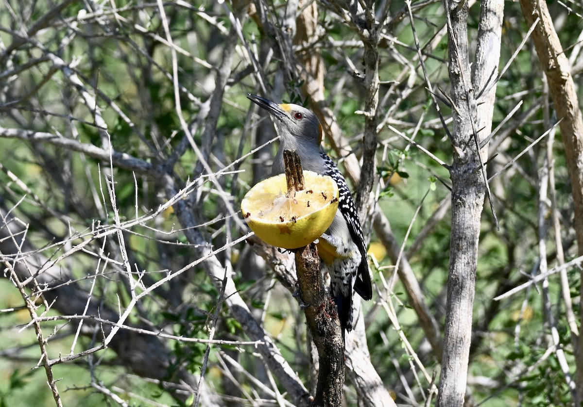 Golden-fronted Woodpecker - ML646883061