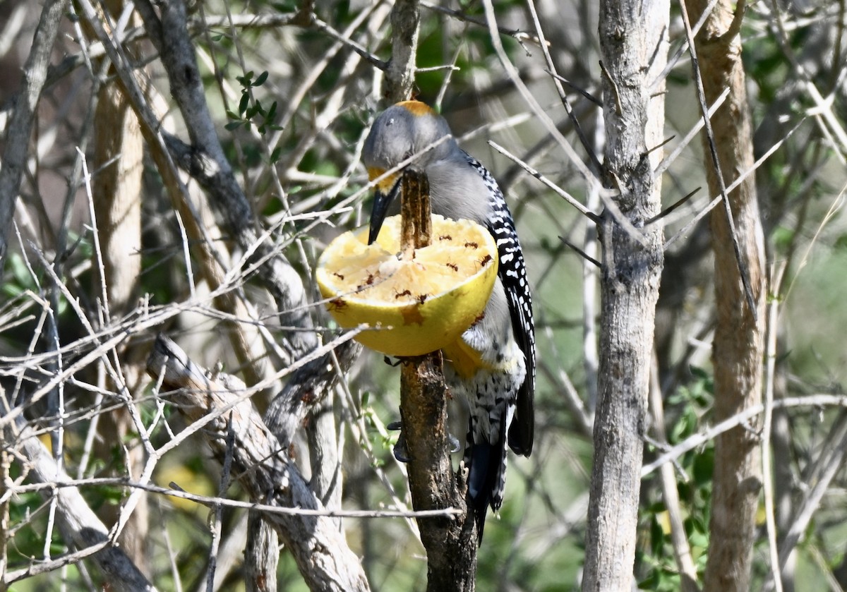 Golden-fronted Woodpecker - ML646883062
