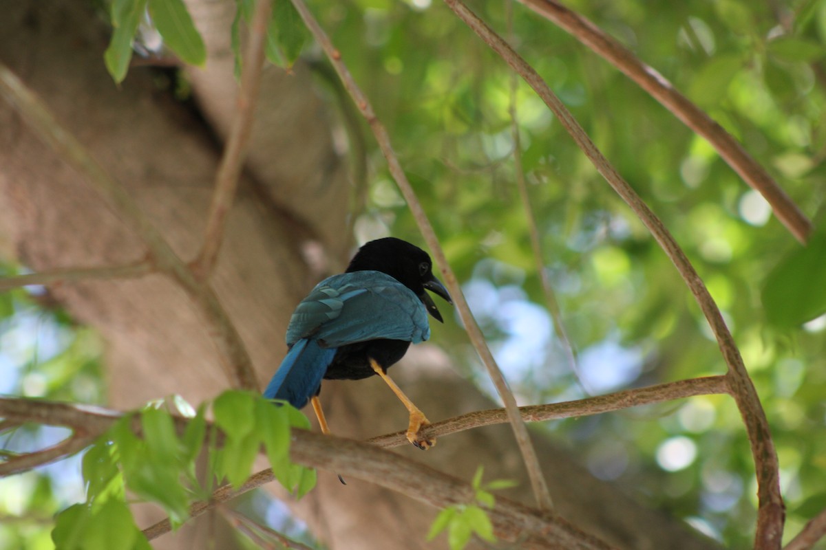 Yucatan Jay - ML646883064
