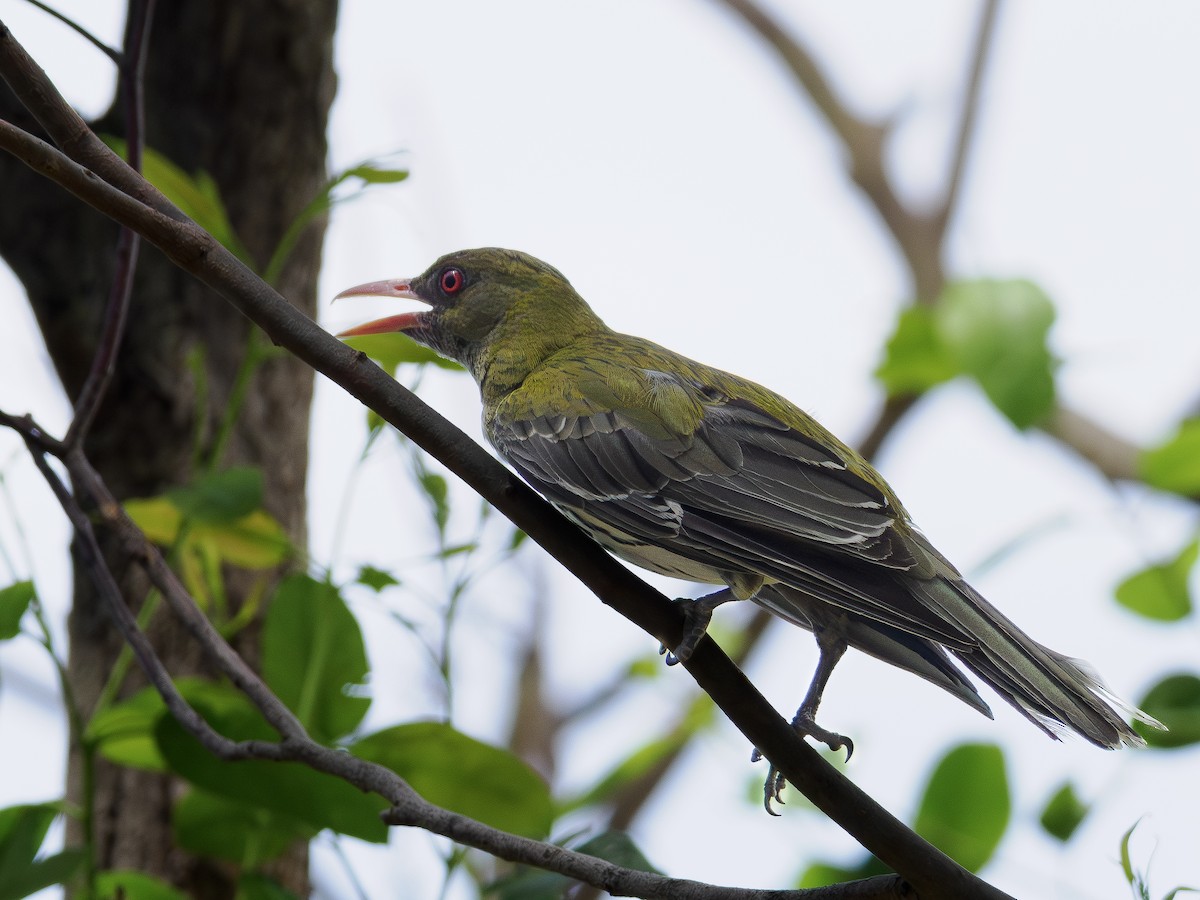 Olive-backed Oriole - ML646883066