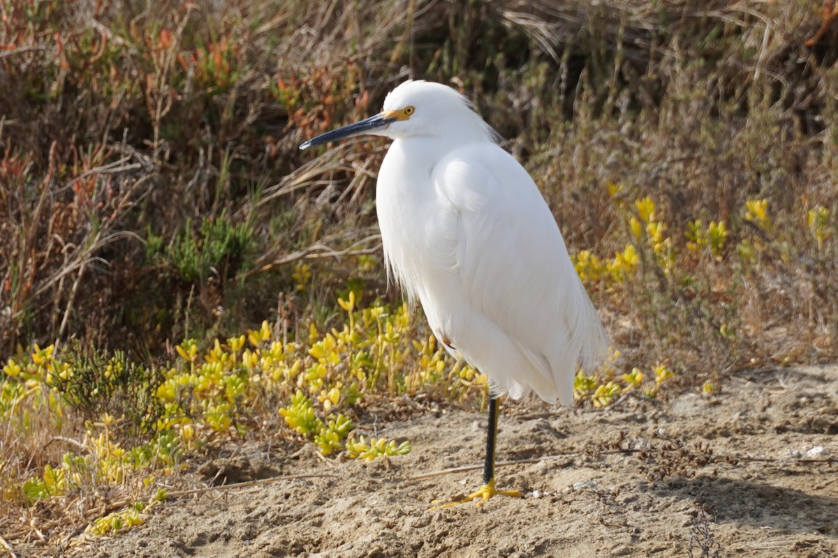 Snowy Egret - ML646883067