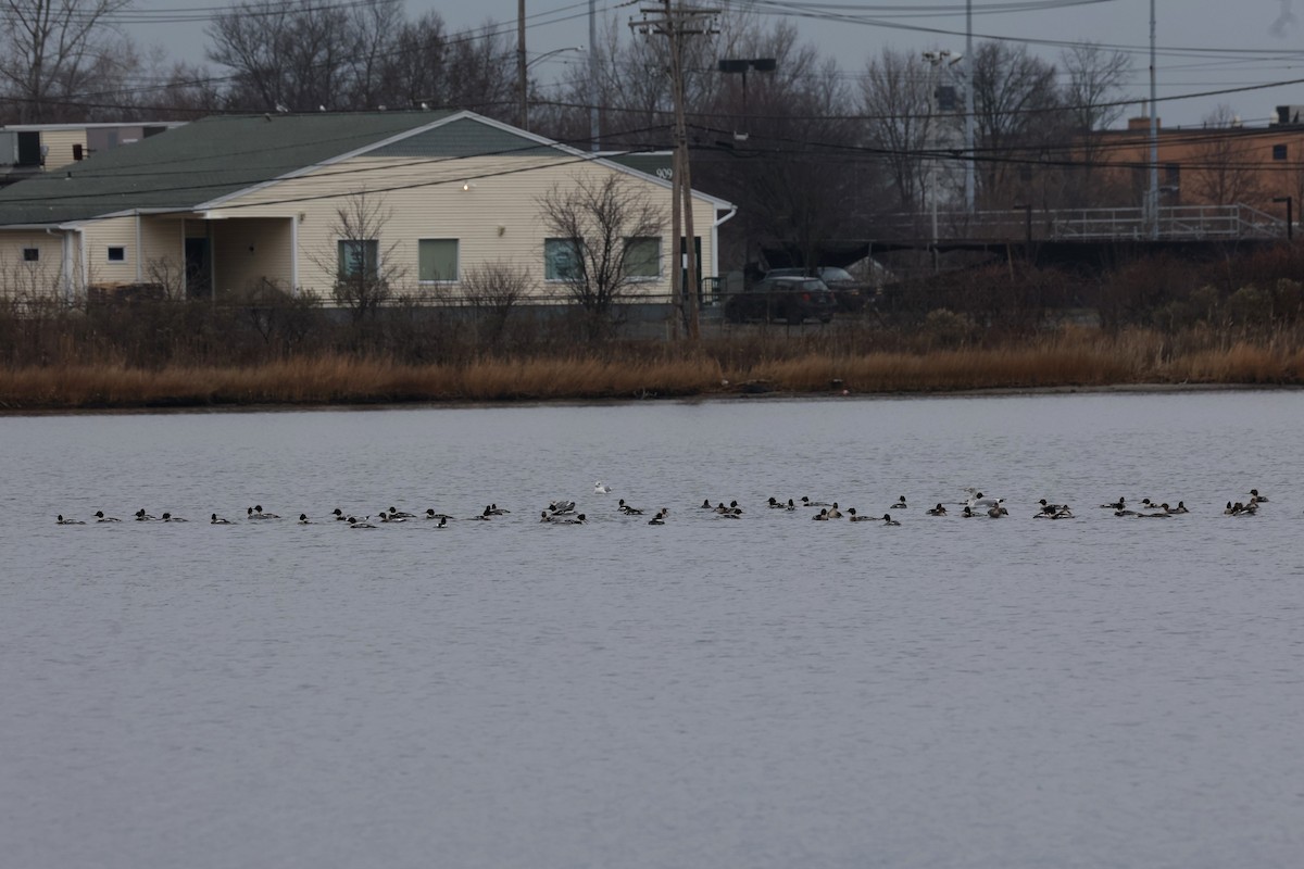 Red-breasted Merganser - ML646883069