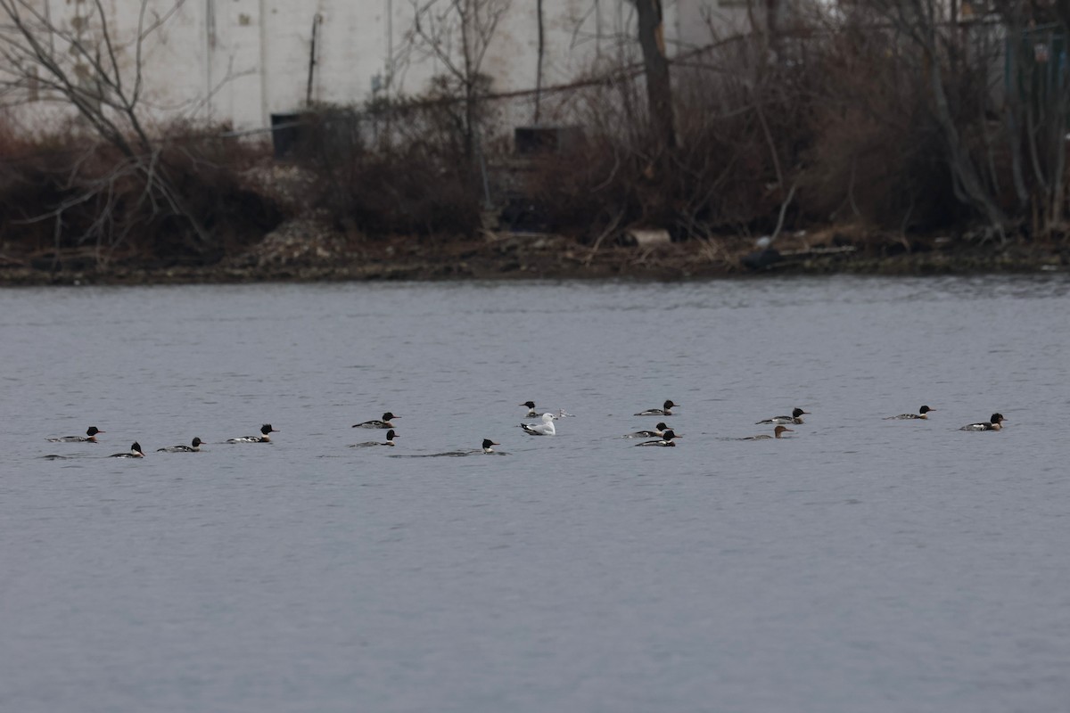 Red-breasted Merganser - ML646883070