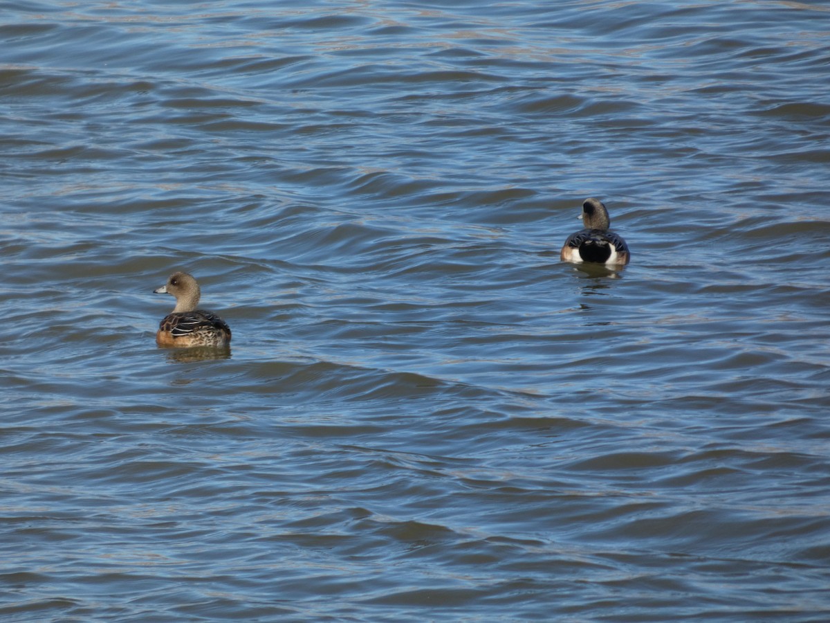 American Wigeon - ML646883071