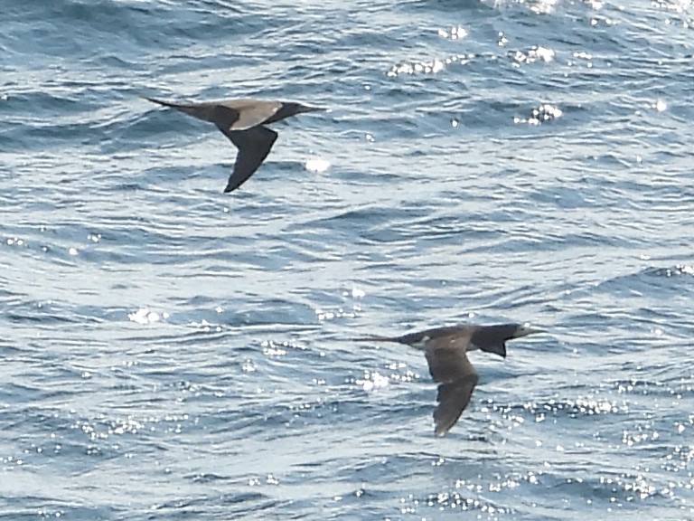Brown Booby - ML646883072