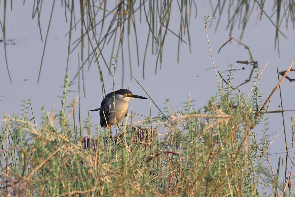 Black-crowned Night Heron - ML646883073