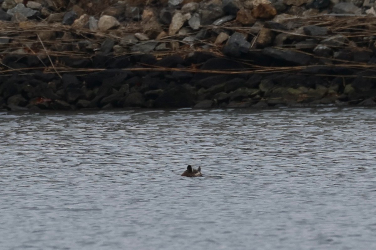 Савка американська - ML646883076