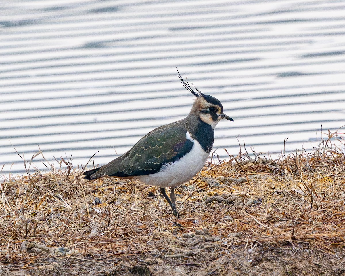 Kiebitz - ML646883077