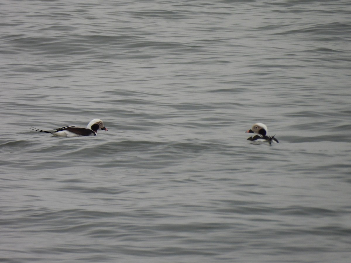 Long-tailed Duck - ML646883082
