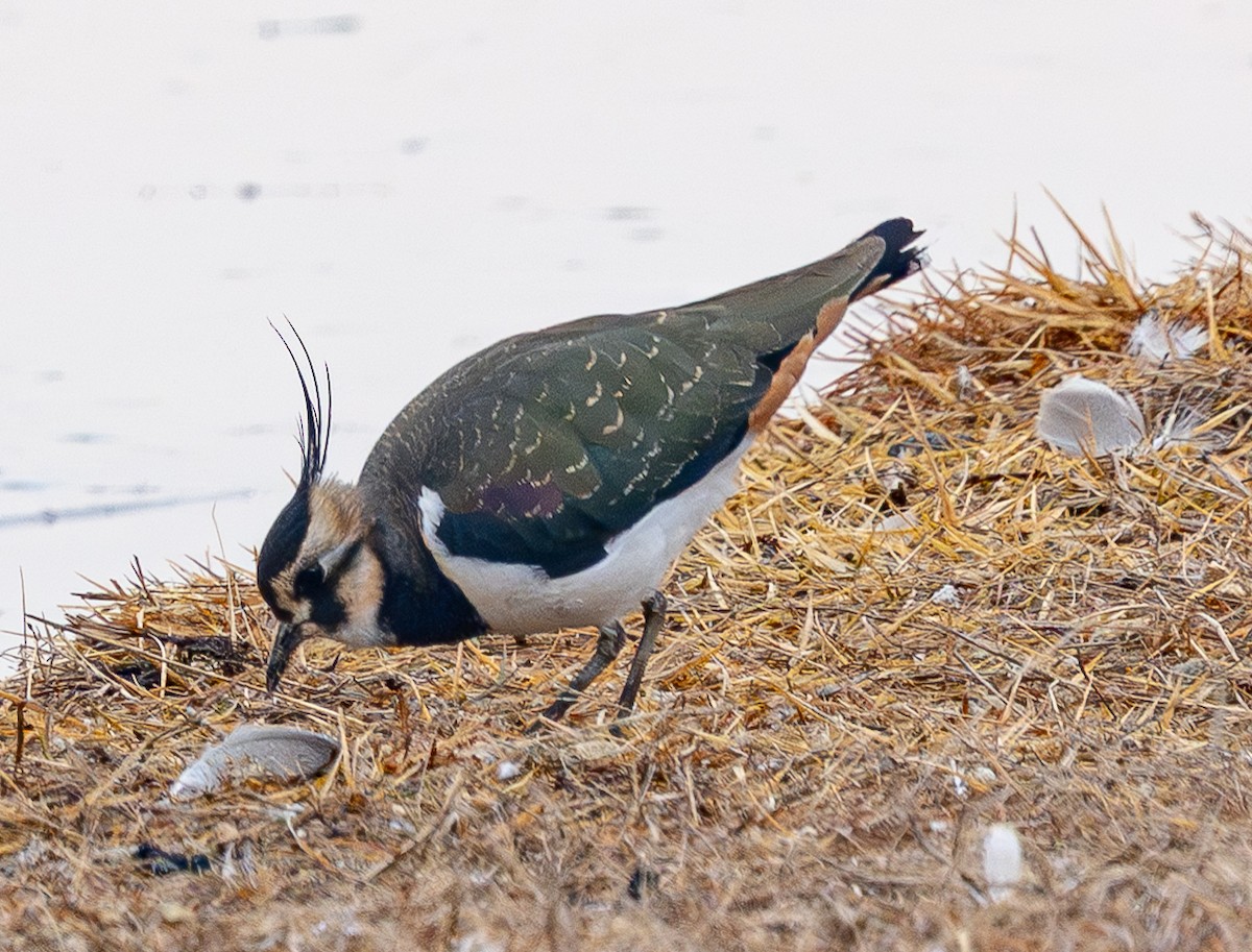 Kiebitz - ML646883084