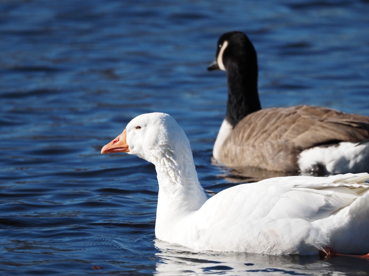 マガン属（家畜） - ML646883087