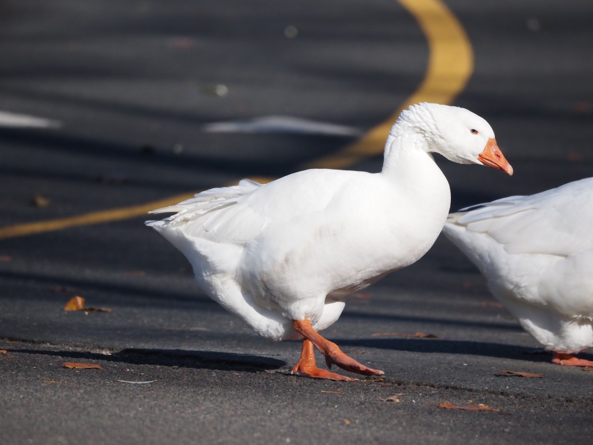 マガン属（家畜） - ML646883088