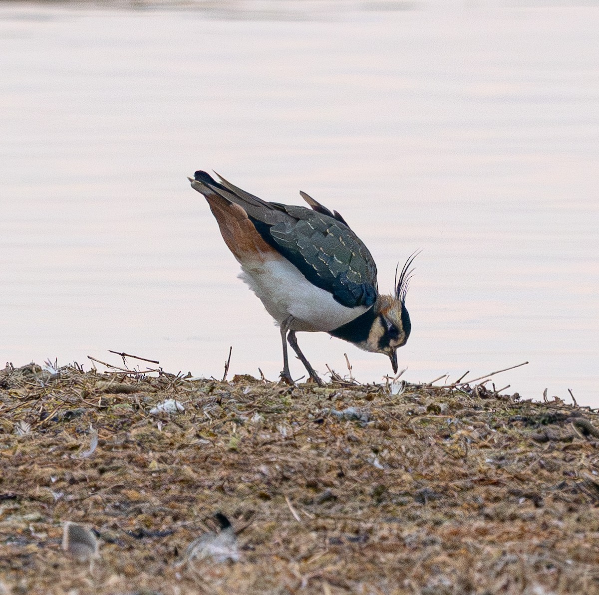 Kiebitz - ML646883089